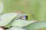 Spiderwort